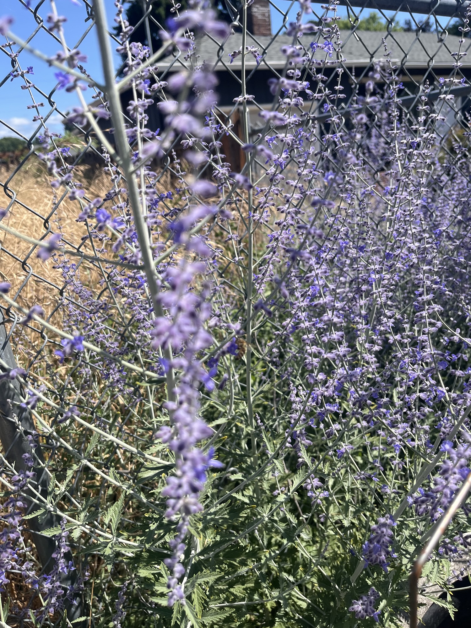 Perennials&nbsp;